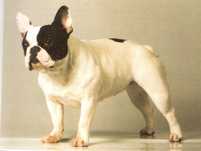 CH. Eaulympe De landouar